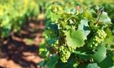 Germán Luna, SCAAVO: “Si todo sigue bien, la producción de uva en la comarca de Antequera será un 20% mayor que la del año pasado”