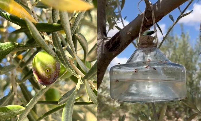 El olivar de la Campiña sevillana, entre el prays y la mosca del olivo