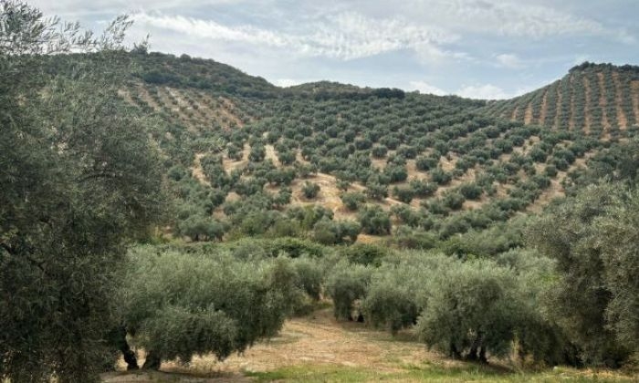 Expertos del sector analizan en La Puebla de Cazalla el futuro del olivar sevillano