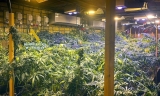 Desmantelada una plantación de marihuana en una vivienda de Carratraca