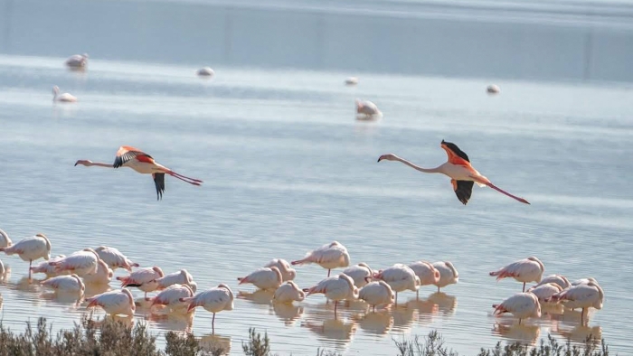 Excursiones guiadas a la Laguna de Fuente de Piedra para descubrir cada rinc&oacute;n del humedal