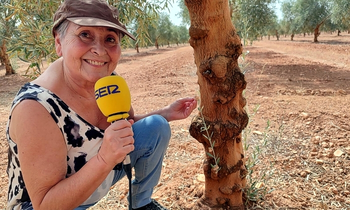 La chicharra, protagonista de la banda sonora del verano en el campo andaluz