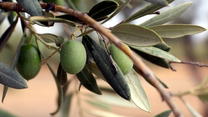 La aceituna hojiblanca se ofrece por debajo de su coste, seg&uacute;n ASAJA
