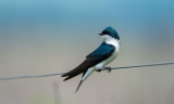 El Grupo Ornitológico Zamalla promueve una campaña para paliar el efecto de la sequía en las aves