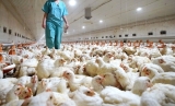 Pedrera aprueba 30.000 euros de ayudas a los avicultores afectados por la gripe aviar