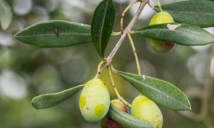 El cambio climático altera el comportamiento de las plagas del olivo