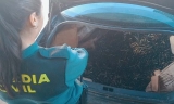 Investigadas cuatro personas en Montilla por sustraer 3.000 kilos de aceituna