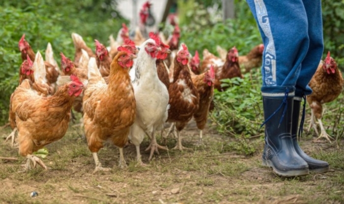 Detectados otros dos focos de gripe aviar en granjas de Marchena y Pedrera