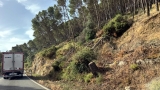 IU Antequera pide retirar los &aacute;rboles ca&iacute;dos en el pinar del Romeral
