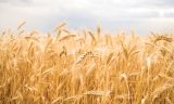 La cosecha de cereal en la comarca de Antequera se retrasa por la &uacute;ltima DANA