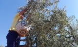 El verdeo m&aacute;s temprano comienza este lunes 26 con la recogida de la aceituna gordal