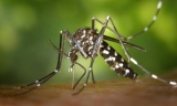 Osuna licita el desarrollo del Plan Municipal de Control del Virus del Nilo