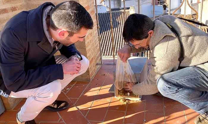 Ayudan a la nidificación del cernícalo primilla en los edificios más altos de Antequera