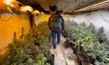 Detenido un vecino de Casariche al descubrirse en Lucena un cultivo con 535 plantas de marihuana