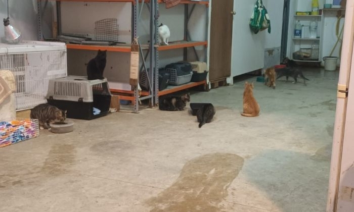 Gatos en las dependencias de Animales en Apuros.