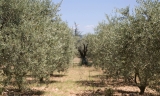 La cooperativa Santa Rita de Villanueva de Tapia espera superar los cinco millones de kilos de aceitunas en esta campa&ntilde;a