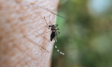Detectada la presencia del Virus del Nilo en Puente Genil y Montalb&aacute;n y se localiza otro caso en un caballo en &Eacute;cija