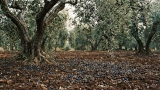 El retraso de la cosecha por las lluvias provoca una oleada de robos de aceituna en la comarca de Antequera