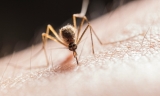 Mosquito del Virus del Nilo.
