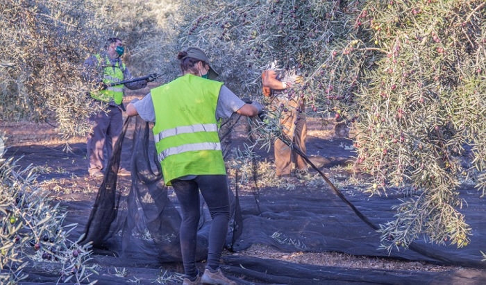 La DO Estepa inicia la campaña de aceite de oliva marcada por el descenso un 40% de la producción