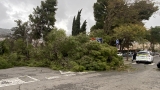 La borrasca Karlotta provoca el desplome de más árboles en Antequera