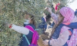 La DOP Estepa promueve la cultura del olivar entre los niños y niñas