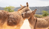 El Refugio del Burrito de Fuente de Piedra acoge en la actualidad 65 burros y mulos