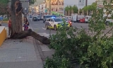 Ca&iacute;da de &aacute;rbol de gran porte en el Paseo de Rojas.