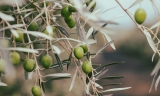 La DO Estepa prev&eacute; una producci&oacute;n de aceite de oliva un 55% inferior a la media por la sequ&iacute;a
