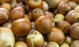 El cultivo de la cebolla en la comarca de Antequera, en &ldquo;situaci&oacute;n cr&iacute;tica&rdquo; por la falta de compradores
