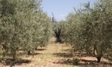 Sergio Ruiz: &ldquo;La campa&ntilde;a de aceituna de este a&ntilde;o estar&aacute; en 16 millones de kilos, lo normal ser&iacute;a m&aacute;s del doble&rdquo;