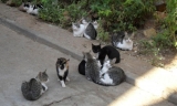 La asociaci&oacute;n CER Lucena pide aplicar la ley para el control de las colonias de gatos
