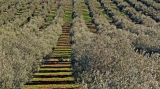 Málaga espera una cosecha de aceite un 38,8% superior a su media quinquenal