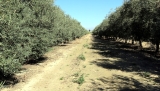 El Ministerio de Agricultura oferta estancias formativas en explotaciones de Antequera y Villanueva de Algaidas