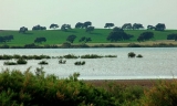 La Junta prepara la restauraci&oacute;n de la laguna de Calder&oacute;n, un humedal &ldquo;de extrema importancia&rdquo; para las aves migratorias