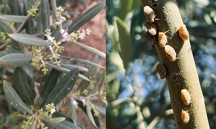 El algodoncillo, una plaga que avanza en Andalucía