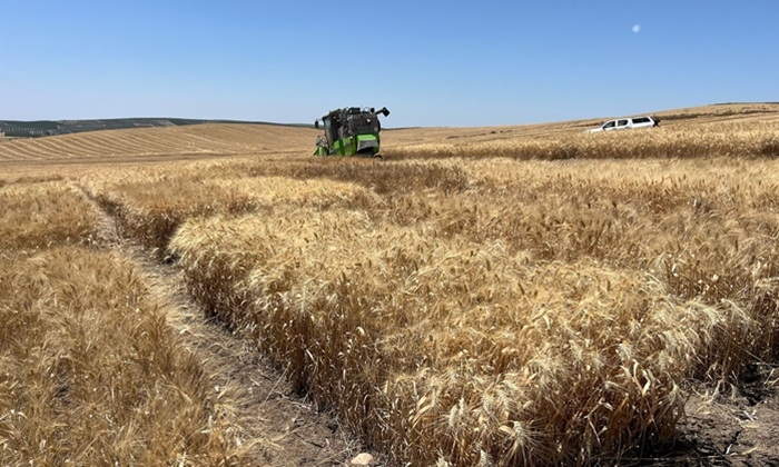 El cereal de &Eacute;cija reivindica su calidad y lucha por mantener un cultivo tradicional en La Campi&ntilde;a sevillana