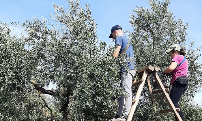 La producci&oacute;n de aceituna de mesa puede rondar las 167.000 toneladas en la Sierra Sur y la Campi&ntilde;a sevillana