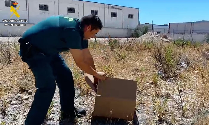 La Guardia Civil consigui&oacute; rescatar a este cern&iacute;calo vulgar.