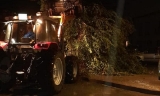 El temporal provoca caída de árboles y algunas inundaciones en las comarcas de Écija y Osuna