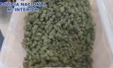 Marihuana intervenida por la Policía Nacional.