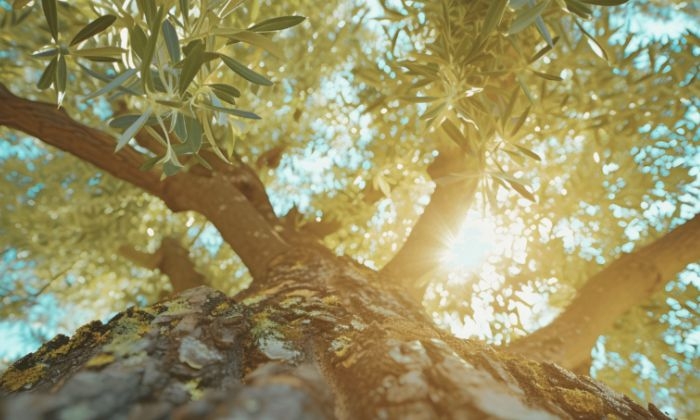 La DO Estepa promueve una jornada sobre biodiversidad y suelos en el olivar