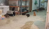 La asociaci&oacute;n Animales en Apuros se ve abocada a cesar su actividad en Lucena tras no alcanzar un acuerdo con el consistorio