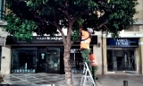 Utilizan insectos para combatir plagas en &aacute;rboles de Antequera