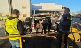 Parte de la aceituna recuperada entre Puente Genil y Montilla.