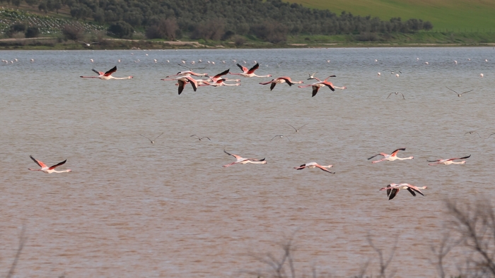 La cr&iacute;a excepcional de flamencos marca el anillamiento anual en Fuente de Piedra
