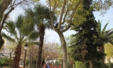 &Aacute;rboles en el Paseo de Rojas.