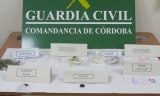 Droga intervenida por la Guardia Civil en Montilla.