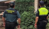 Polic&iacute;a Local y Guardia Civil clausuran la plantaci&oacute;n.