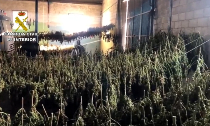 La Guardia Civil aprehende 26.000 plantas de marihuana en una nave de Humilladero